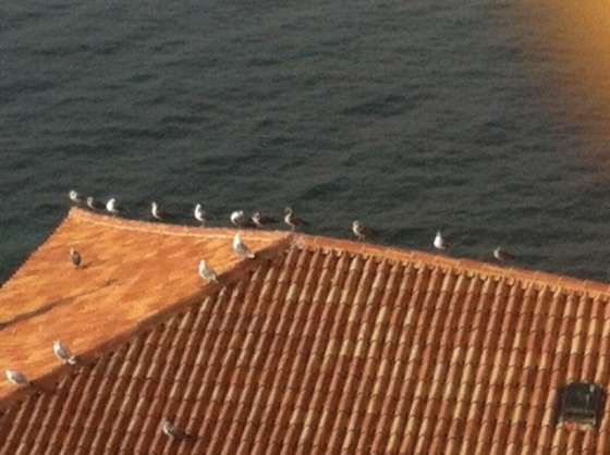 I gabbiani raccolti sul tetto di una casa sul mare