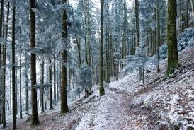 bosco d'inverno